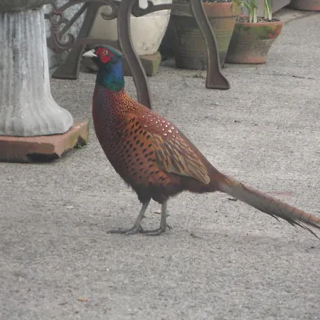 Midtown Farm B&B Easton (Cumbria)