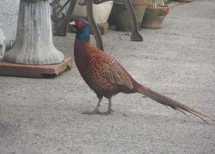 Midtown Farm Bed & Breakfast Easton (Cumbria)