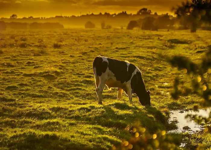 Midtown Farm Bed & Breakfast